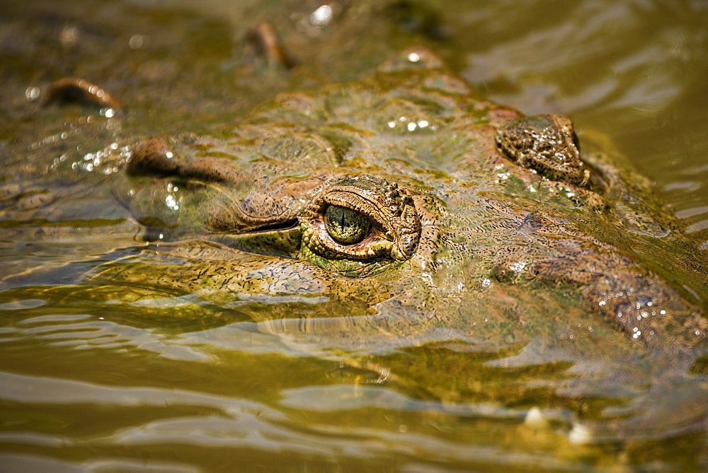 American Crocodile (Crocodylus acutus), Tarcoles River, Carara National Park, Puntarenas Province, Costa Rica, Central America