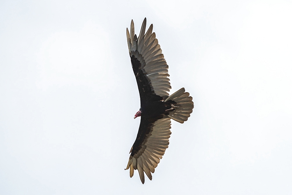 Turkey Vulture (Cathartes aura), Tarcoles River, Carara National Park, Puntarenas Province, Costa Rica, Central America