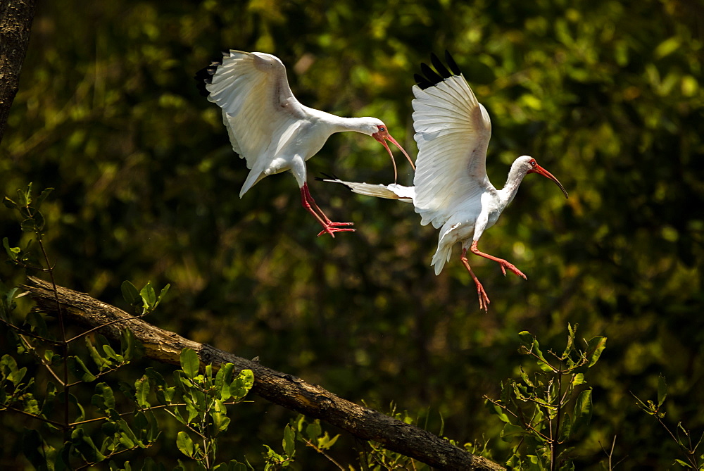 American White Ibis (Eudocimus albus), Tarcoles River, Carara National Park, Puntarenas Province, Costa Rica, Central America