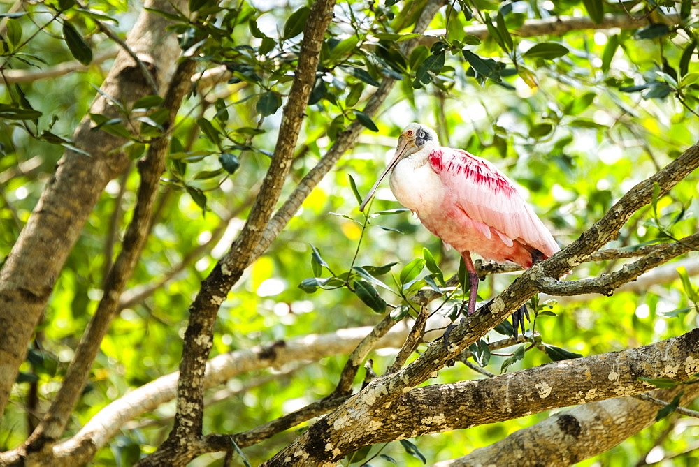 Roseate Spoonbill (Platalea ajaja), Tarcoles River, Carara National Park, Puntarenas Province, Costa Rica, Central America