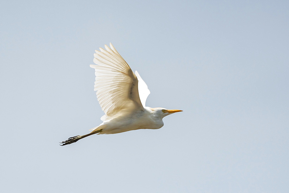 Great White Egret (Ardea alba aka Common Egret or Large Egret), Tarcoles River, Carara National Park, Costa Rica, Central America