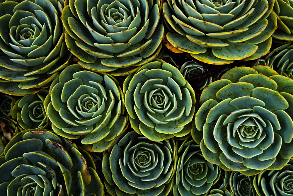 Succulents in the shape of flowers, San Gerardo de Dota, San Jose Province, Costa Rica, Central America