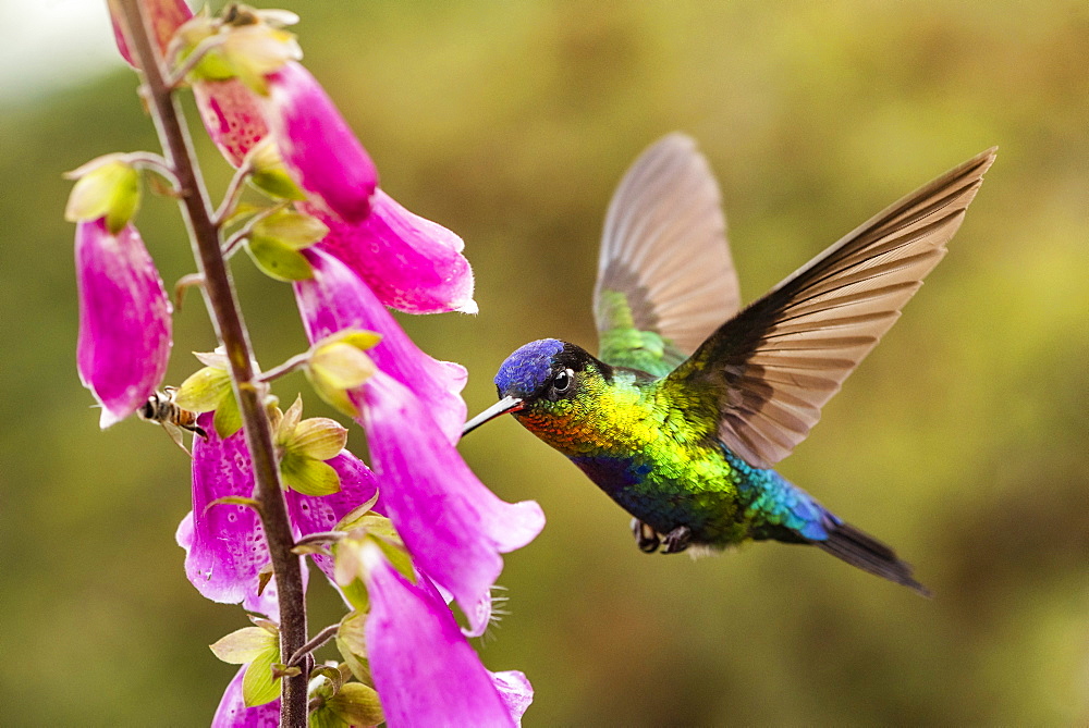 Fiery-throated Hummingbird (Panterpe insignis), San Gerardo de Dota, San Jose Province, Costa Rica, Central America