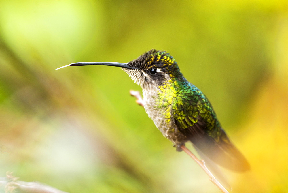 Magnificent Hummingbird (Eugenes fulgens) (Refulgent Hummingbird), San Gerardo de Dota, San Jose Province, Costa Rica, Central America