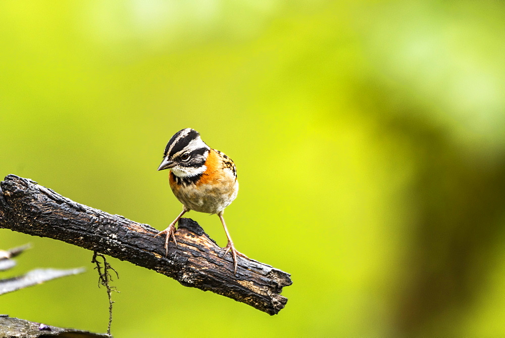 Rufous-collared Sparrow (Zonotrichia capensis), San Gerardo de Dota, San Jose Province, Costa Rica, Central America