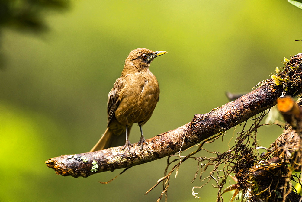 Clay-colored Thrush (Turdus grayi), San Gerardo de Dota, San Jose Province, Costa Rica, Central America