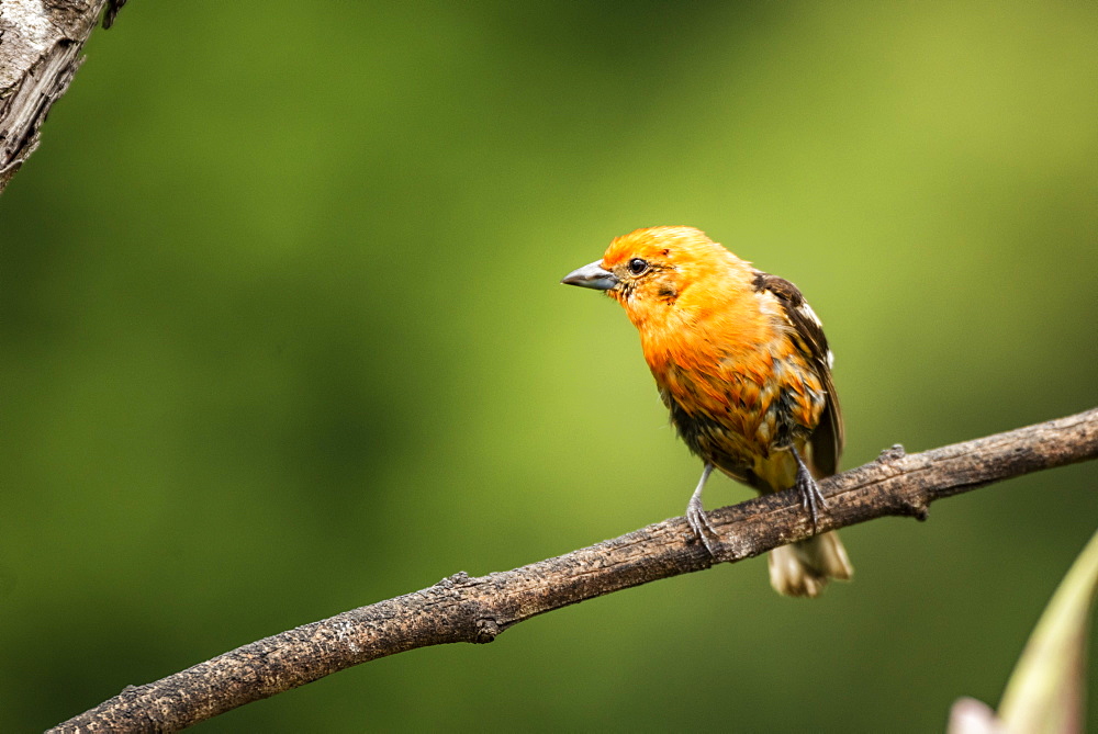 Male Flame-colored Tanager (Piranga bidentata), San Gerardo de Dota, San Jose Province, Costa Rica, Central America