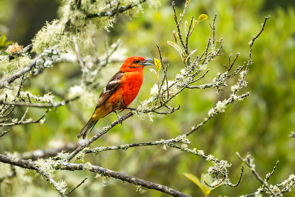 Male Flame-colored Tanager (Piranga bidentata), San Gerardo de Dota, San Jose Province, Costa Rica, Central America