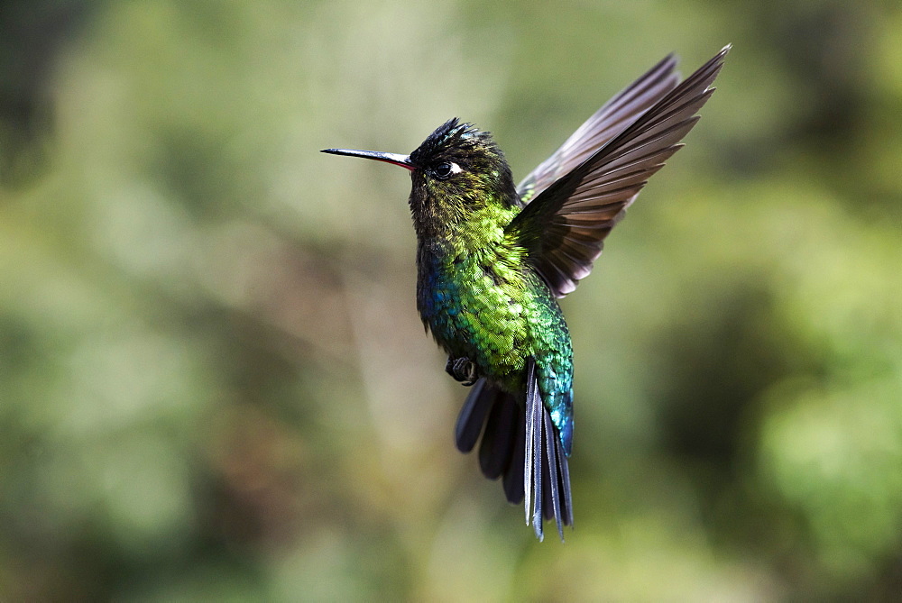 Fiery-throated Hummingbird (Panterpe insignis), San Gerardo de Dota, San Jose Province, Costa Rica, Central America