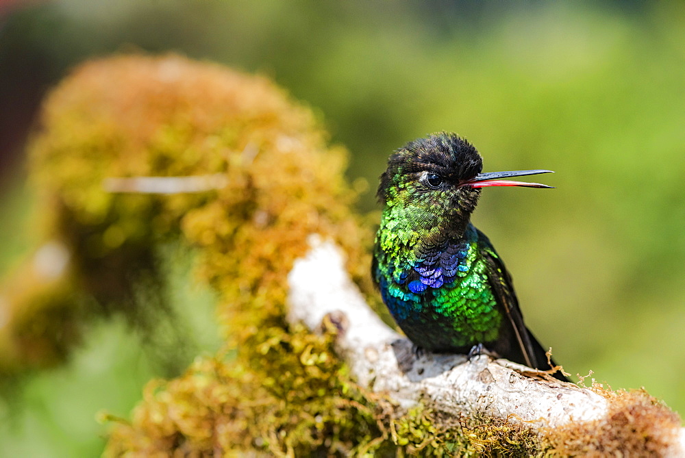 Fiery-throated Hummingbird (Panterpe insignis), San Gerardo de Dota, San Jose Province, Costa Rica, Central America