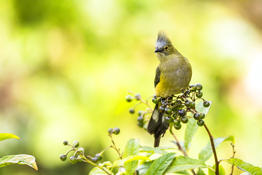 Long-tailed Silky-flycatcher (Ptiliogonys caudatus), San Gerardo de Dota, San Jose Province, Costa Rica, Central America