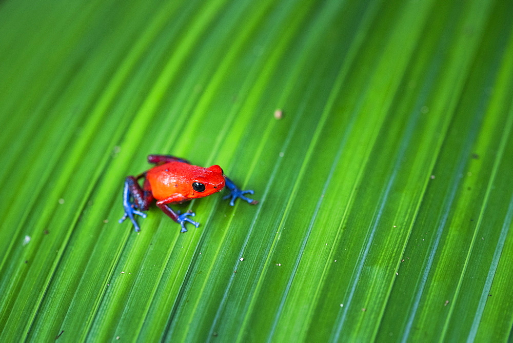 Strawberry poison-dart Frog (Oophaga pumilio), Tortuguero National Park, Limon Province, Costa Rica, Central America