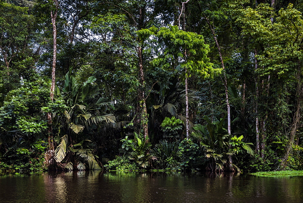 Tortuguero National Park, Limon Province, Costa Rica, Central America