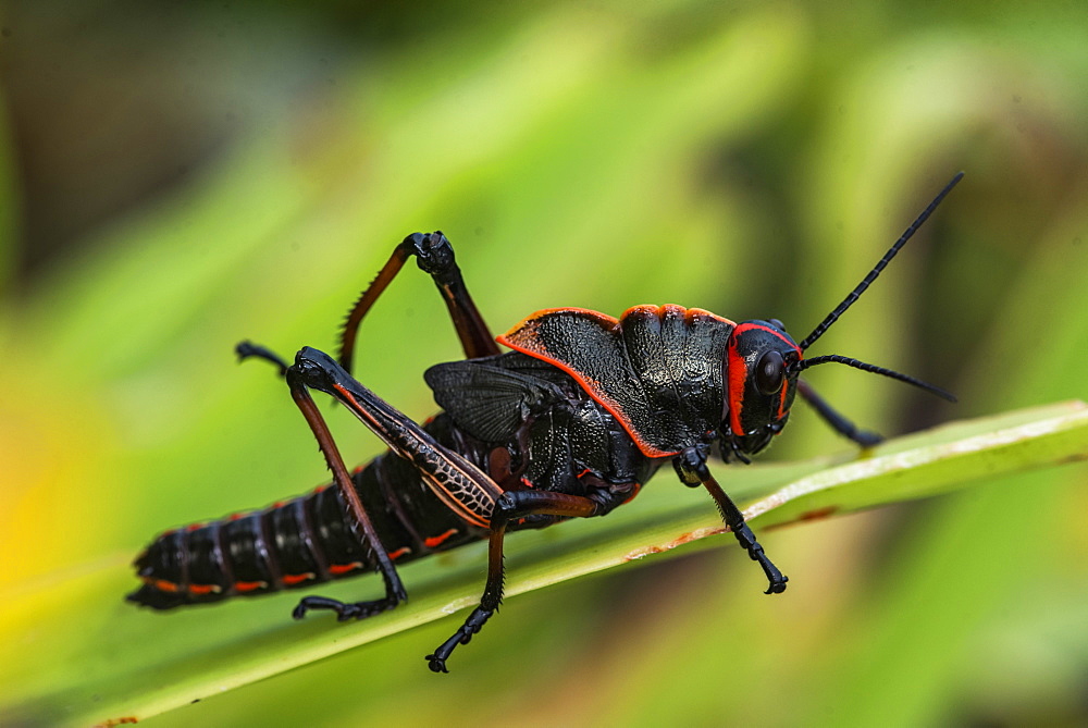 Lubber Grasshopper (Romalea guttata), Tortuguero National Park, Limon Province, Costa Rica, Central America