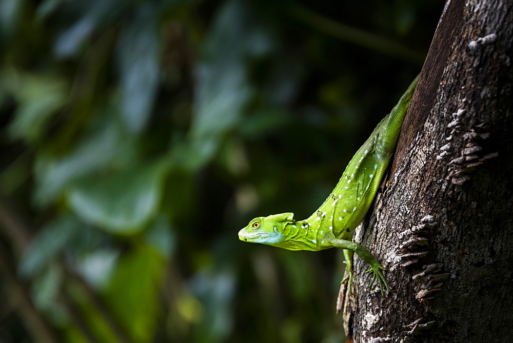 Common Basilisk (Jesus Christ Lizard) (Basiliscus Basiliscus), Tortuguero National Park, Limon Province, Costa Rica, Central America