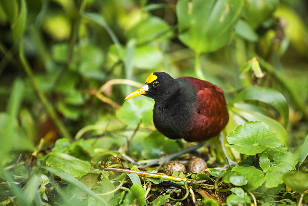 Northern Jacana (Jacana Spinosa), Tortuguero National Park, Limon Province, Costa Rica, Central America