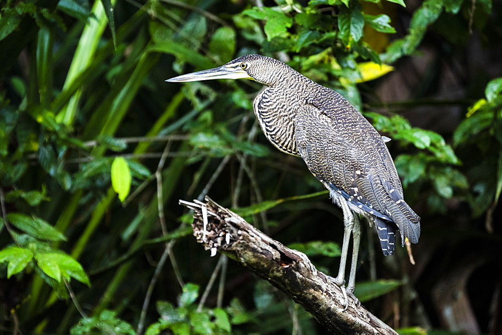 Bare-throated Tiger Heron (Tigrisoma Mexicanum), Tortuguero National Park, Limon Province, Costa Rica, Central America