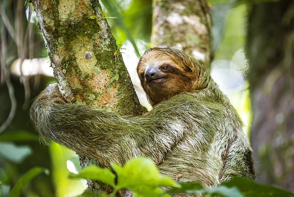 Brown-throated three-toed Sloth (Bradypus variegatus), Tortuguero National Park, Limon Province, Costa Rica, Central America