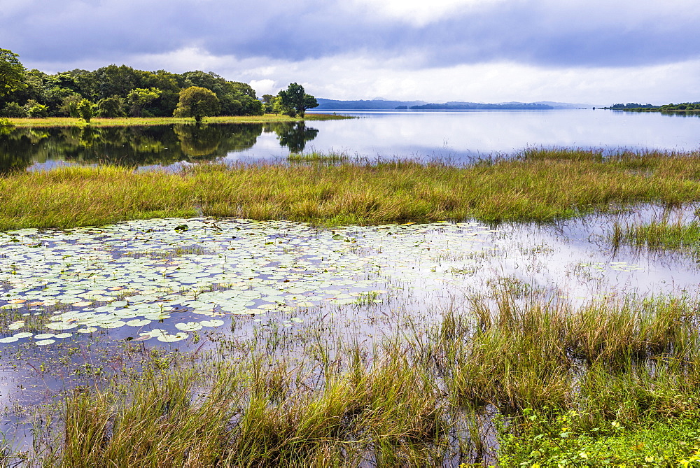 Minneriya Lake, Minneriya National Park, Central Provice, Sri Lanka, Asia