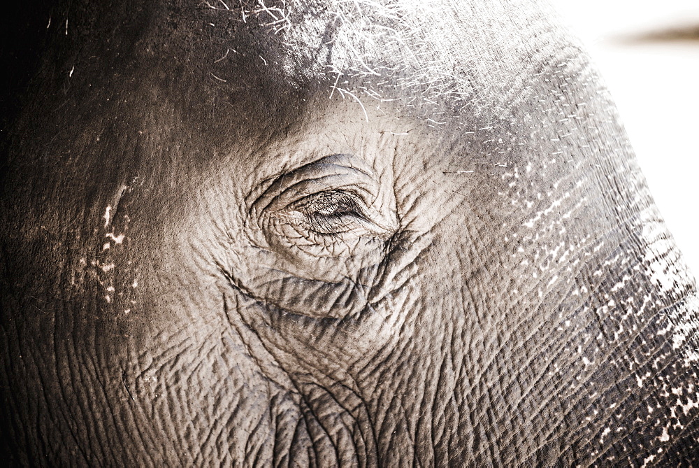 Close up of an elephant's eye, Pinnawala Elephant Orphanage, Sri Lanka, Asia