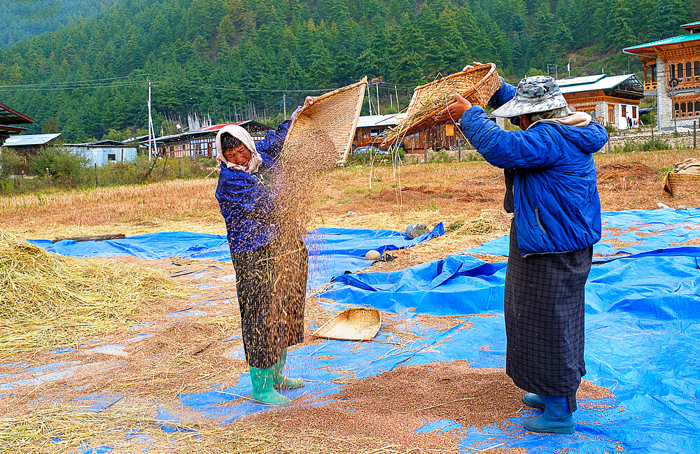 Harvesting rice and wheat, field workers, Bumthang village, Bhutan, Asia