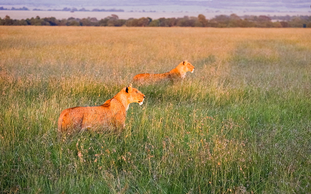 Pride of lions hunting at dusk on safari, Samburu National Park, Kenya, East Africa, Africa