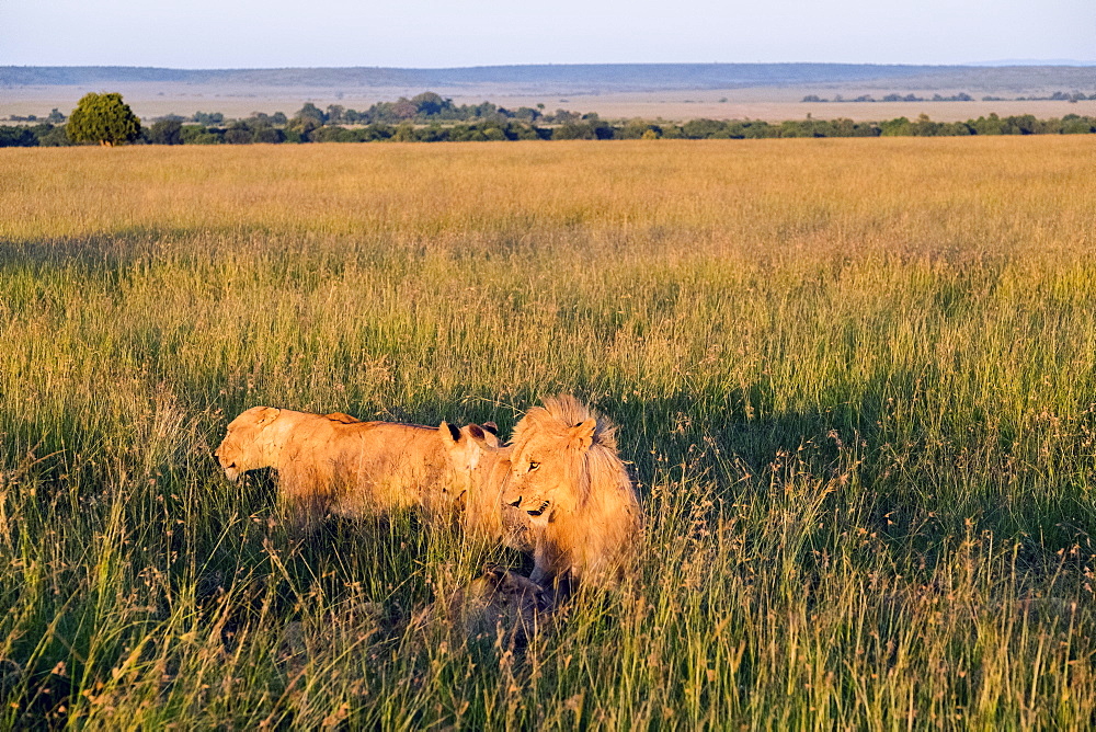 Pride of lions hunting at dusk on safari, Samburu National Park, Kenya, East Africa, Africa