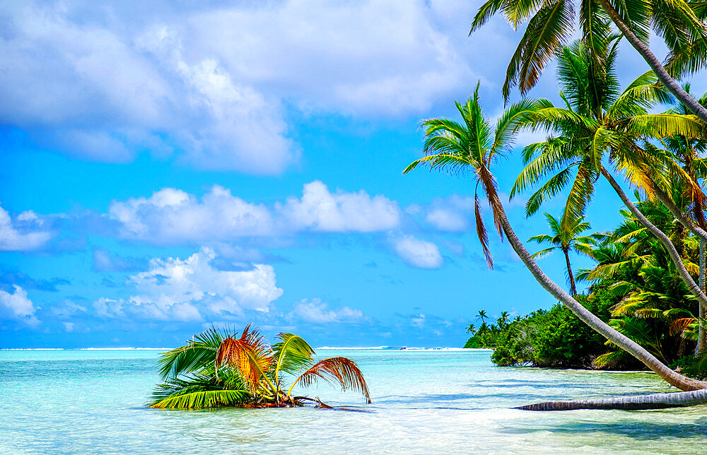 Palm trees edging, Scout Park Beach, Cocos (Keeling) Islands, Indian Ocean, Asia