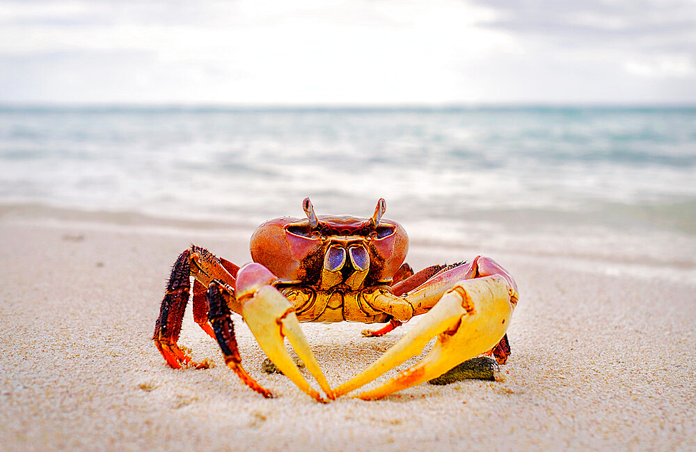 Red crab, Cocos (Keeling) Islands, Indian Ocean, Asia