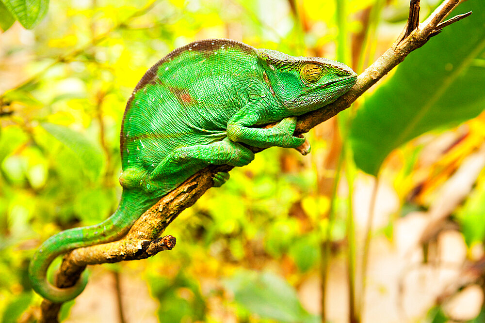 Parson's Chameleon, Female Panther Chameleon reptile, Peyreras Reserve, Andasibe, Madagascar, Africa