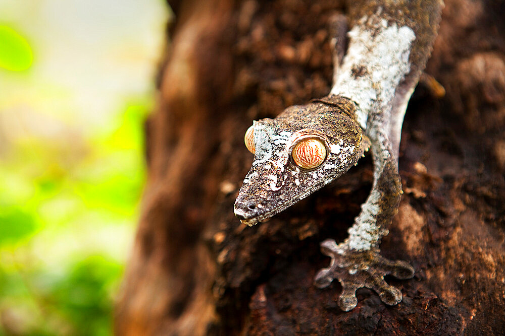 Grey chameleon, Peyreras Reserve, Andasibe, Madagascar, Africa