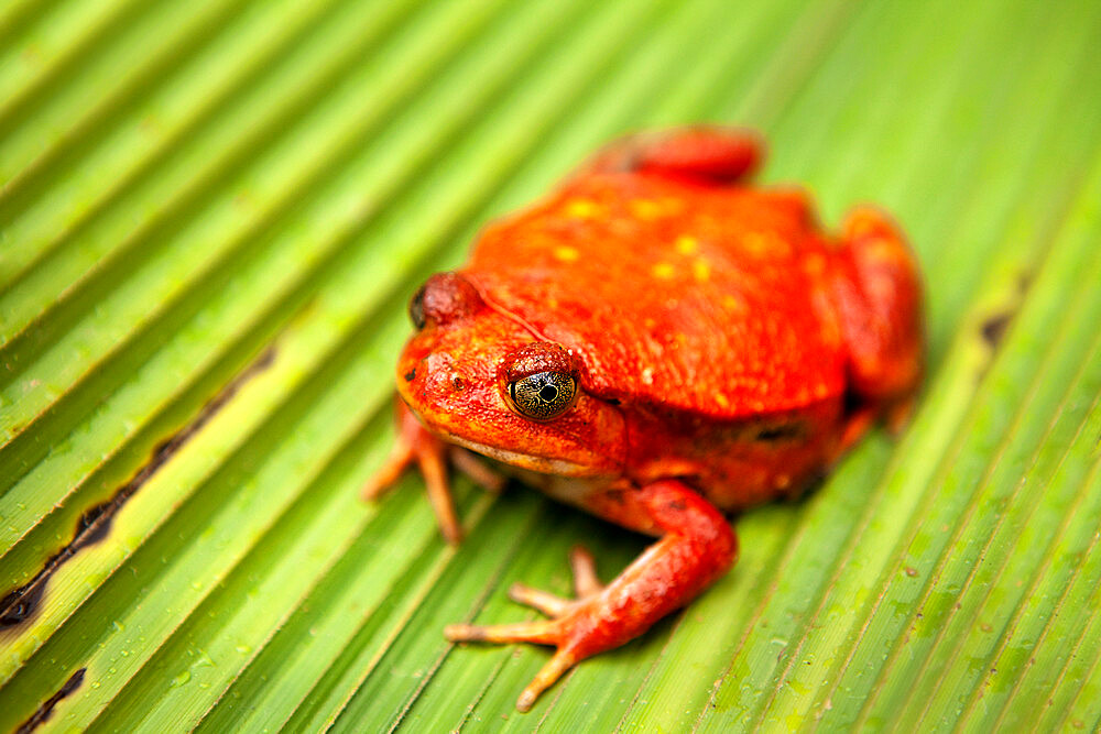 Orange frog, Peyreras Reserve, Andasibe, Madagascar, Africa