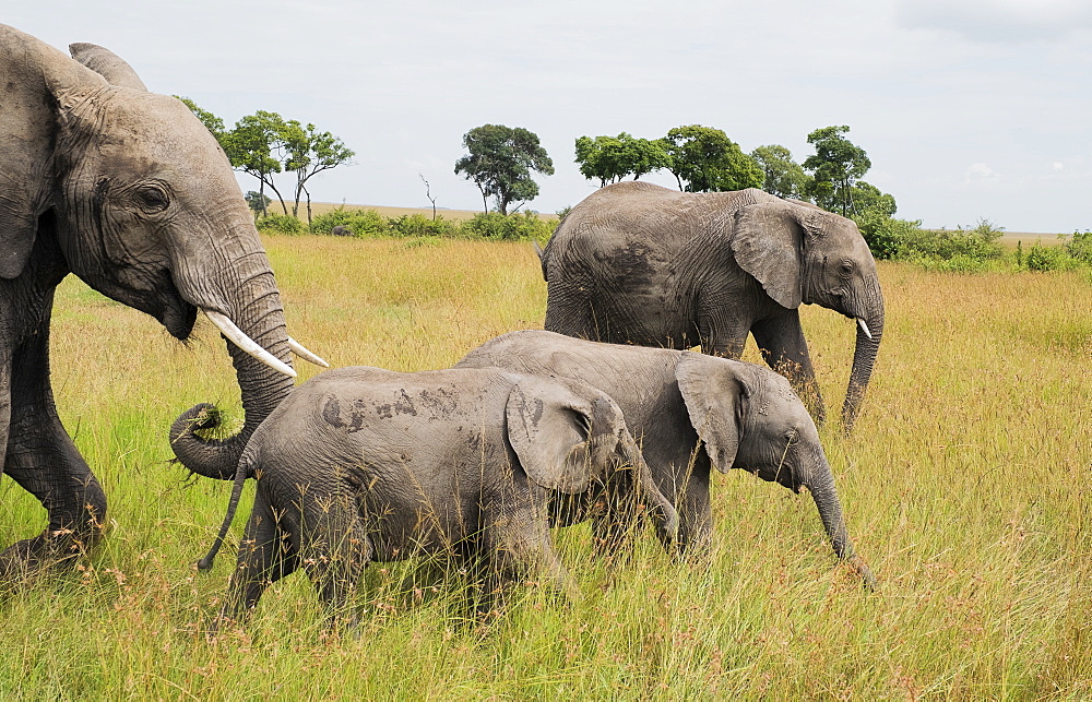 Herd of elephants crossing the Maasai Mara National Reserve, Kenya, East Africa, Africa