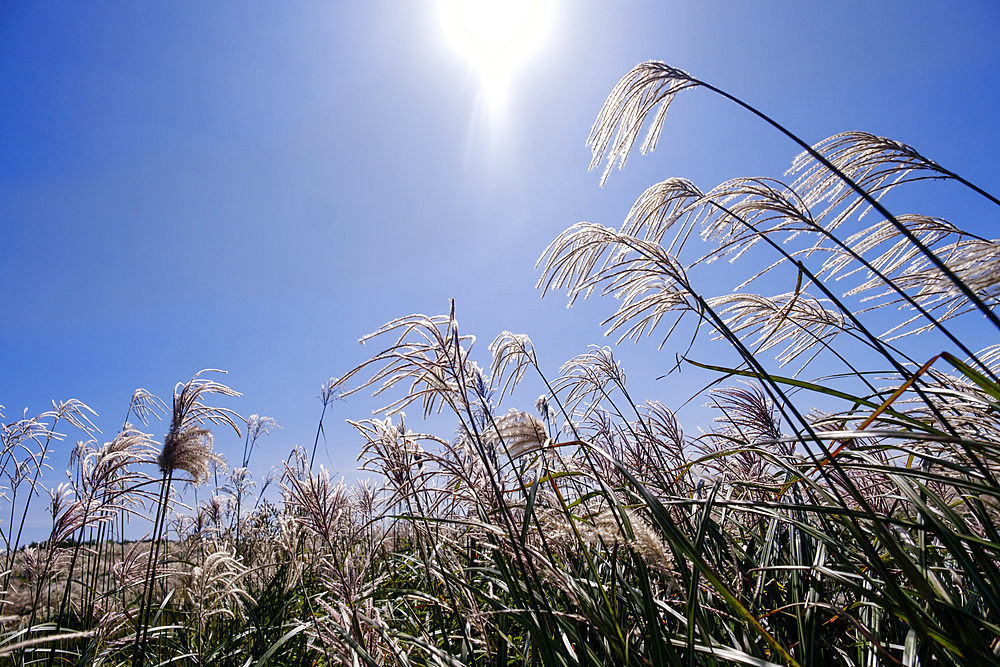 Silver grass, a visitor attraction, growing during autumn on Saebyeol Oreum peak, Jeju Island, South Korea, Asia