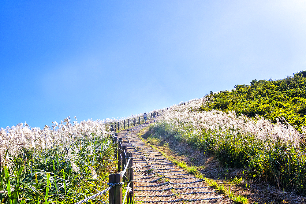 Silver grass, a visitor attraction, growing during autumn on Saebyeol Oreum peak, Jeju Island, South Korea, Asia