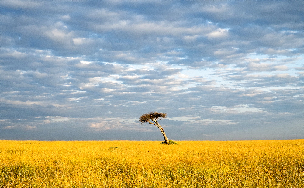 Single acacia tree, Maasai Mara National Reserve, Kenya, East Africa, Africa