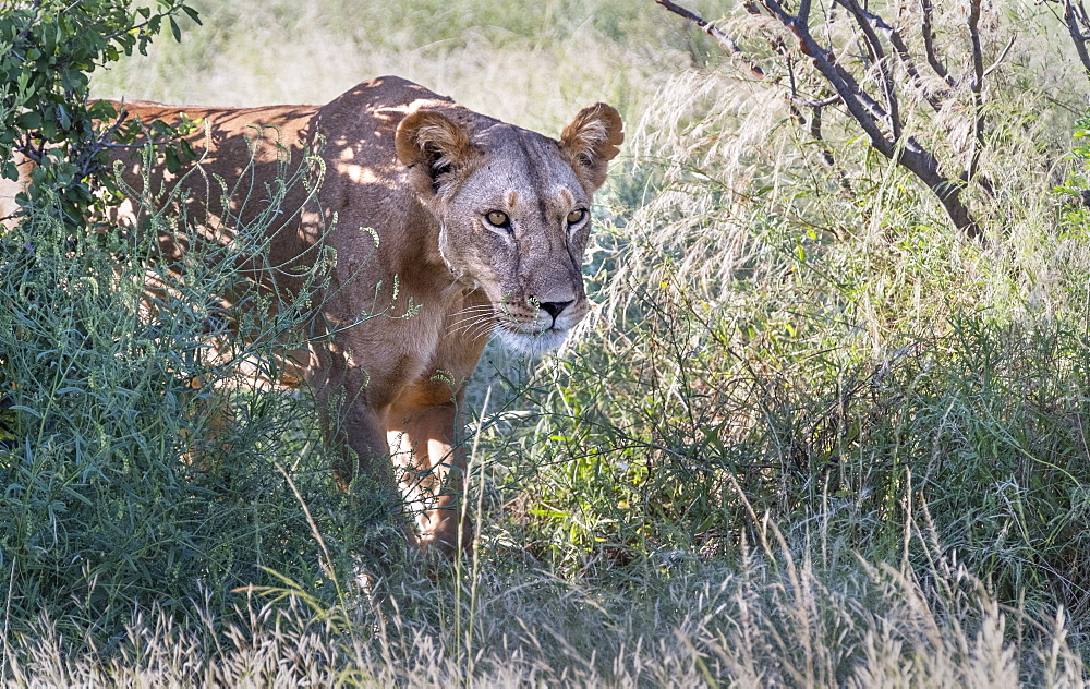 Lioness hunting across Samburu National Reserve, Kenya, East Africa, Africa