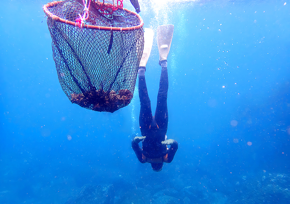 Haenyeo women, famous for diving into their eighties and holding their breath for up to two minutes, free-diving for seafood and crustaceans, Jeju Island, South Korea, Asia