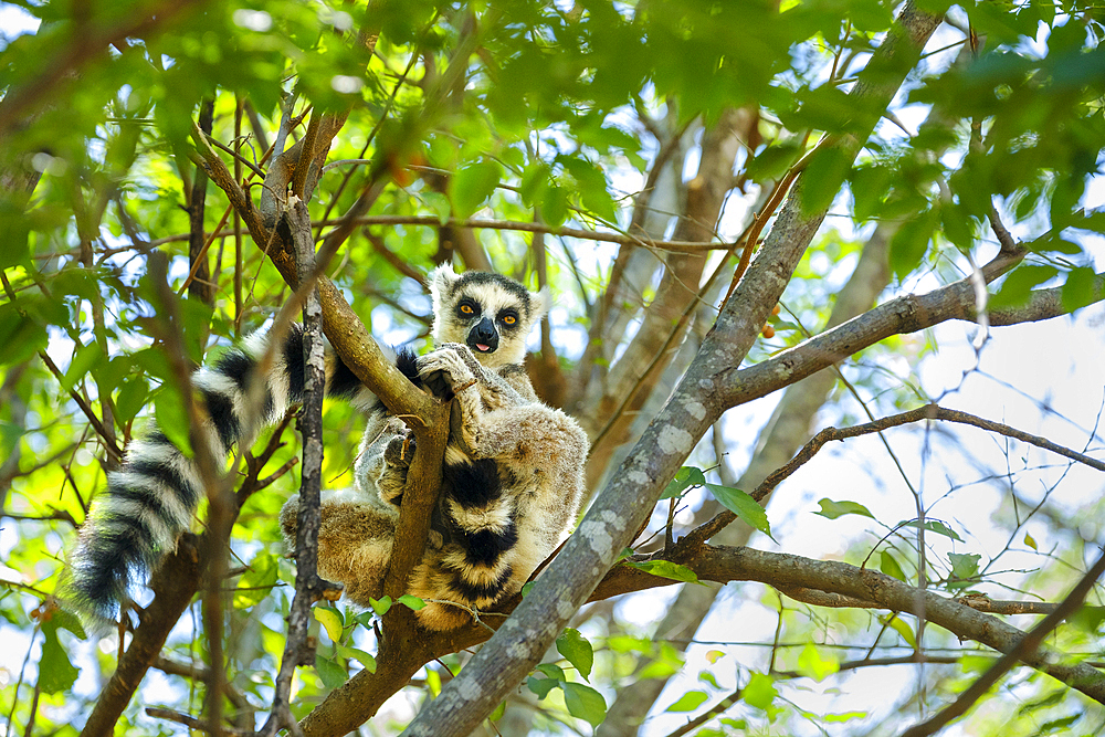 Ring-tailed lemurs (Lemur catta), Isalo National Park, Madagascar