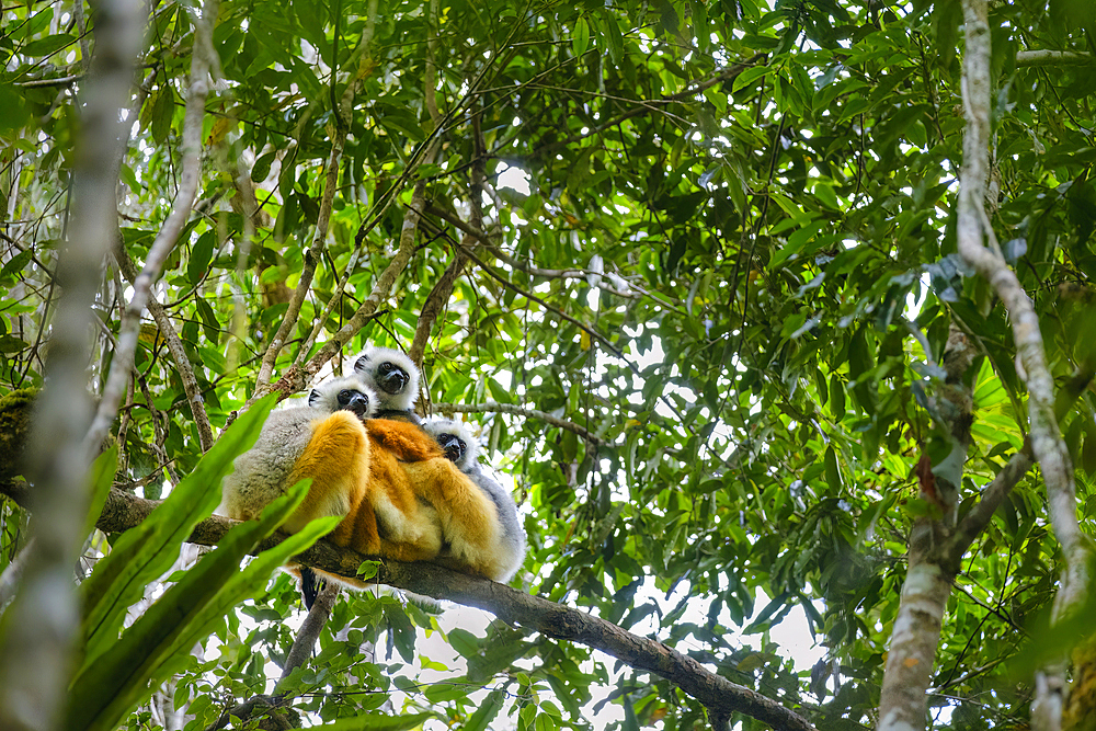 Sifaka lemur found only in Madagascar. They are known for their vertical clinging and leaping movements, Andasibe Rainforest.
