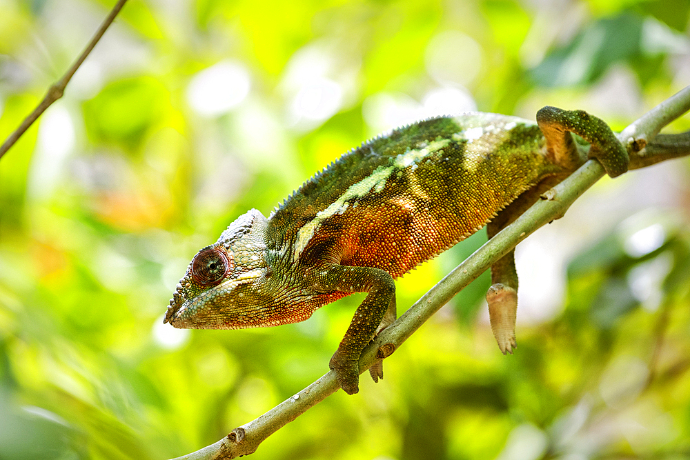 Coloured chameleons, Peyreras Private Reserve, Andasibe, Madagascar