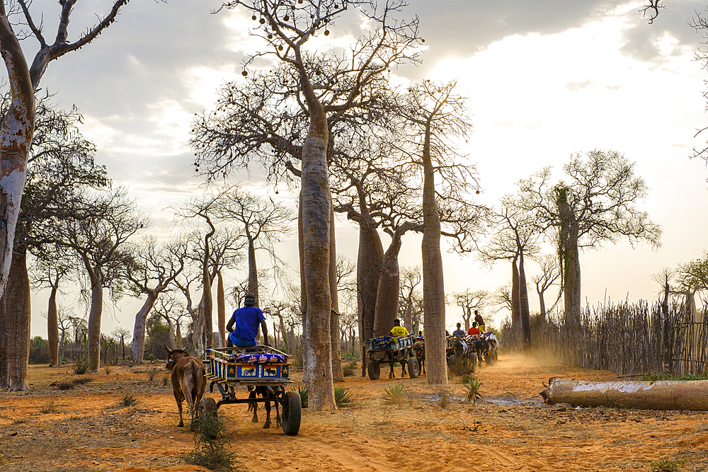 Zebu and cart in Reniala Botanical Gardens, home to baobab trees and spiny plants, Tulear