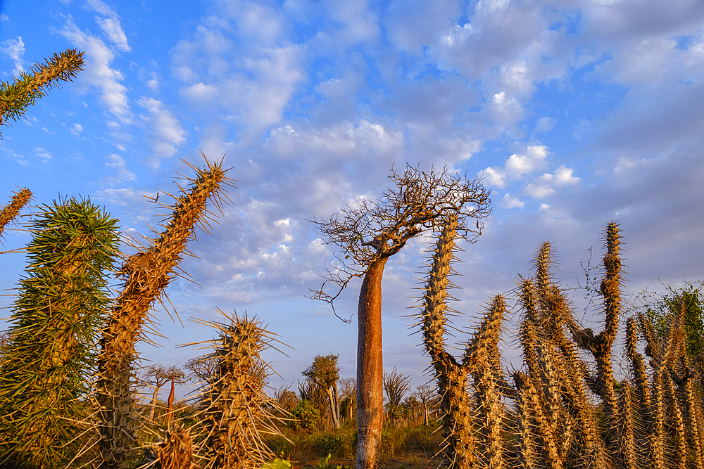 Spiky plants in Ifaty Spiny Forest, Reniala Botannical Gardens.
