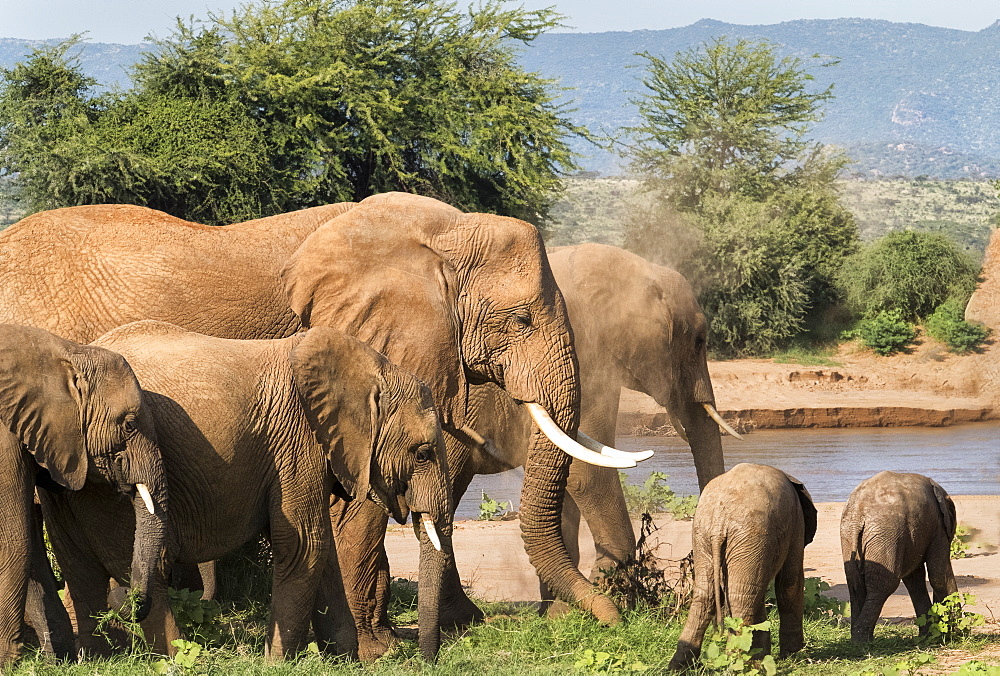 Herd of elephants, Samburu National Reserve, Kenya, East Africa, Africa