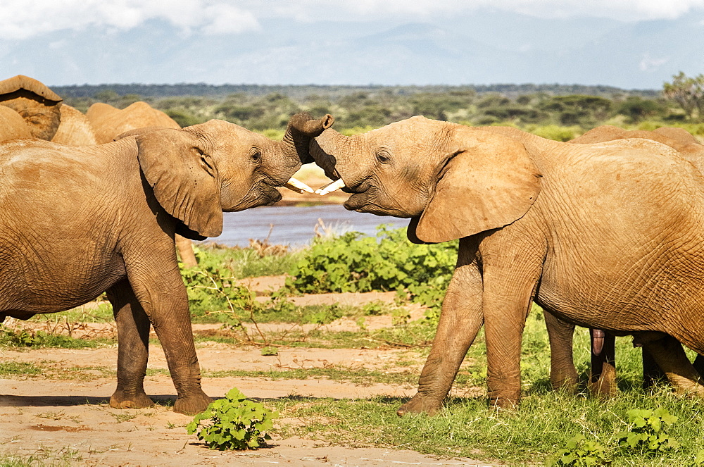 Two young elephants tussling, Samburu National Reserve, Kenya, East Africa, Africa