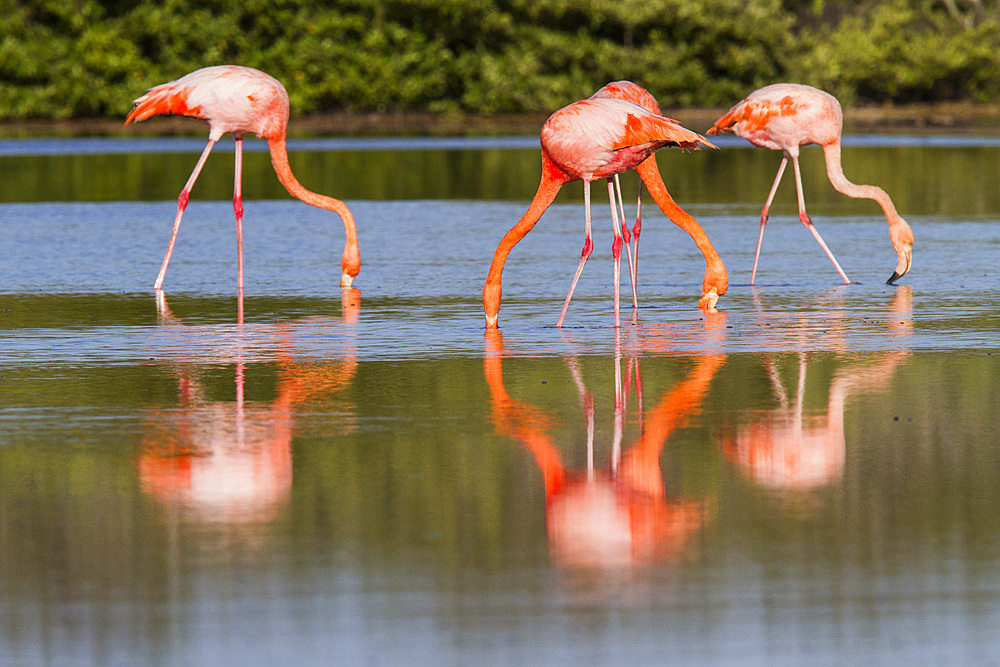 Greater flamingos (Phoenicopterus ruber) foraging for small pink shrimp in saltwater lagoon in the Galapagos Islands, UNESCO World Heritage Site, Ecuador, South America