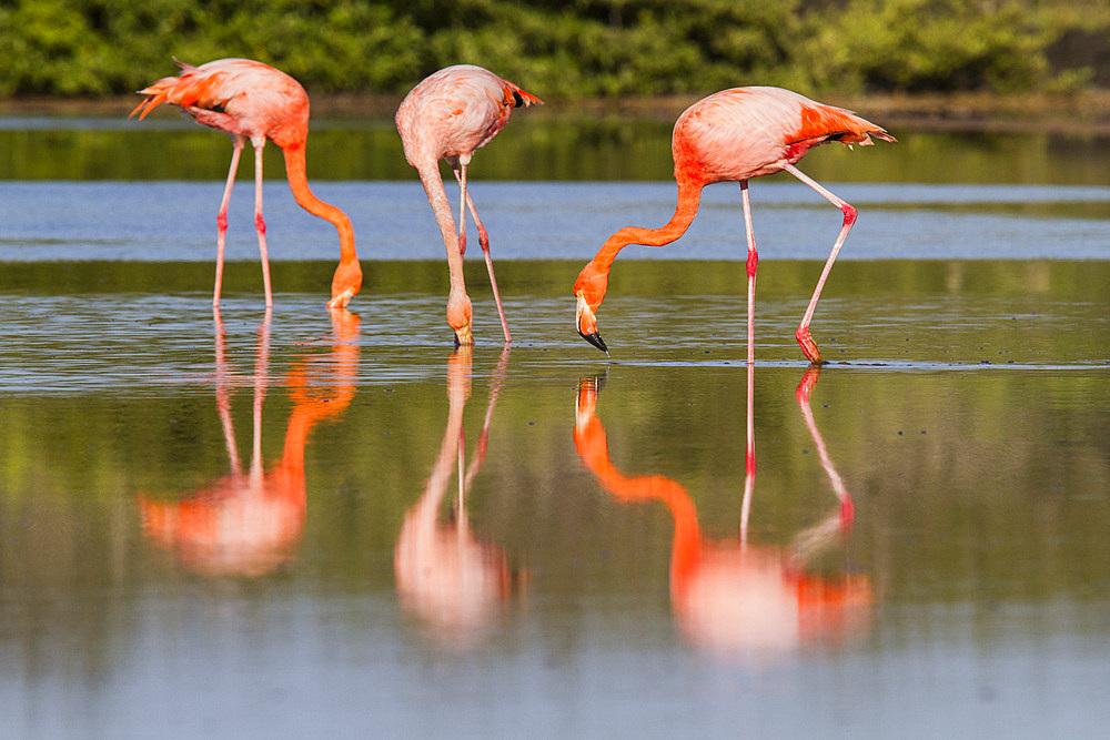 Greater flamingos (Phoenicopterus ruber) foraging for small pink shrimp in saltwater lagoon in the Galapagos Islands, UNESCO World Heritage Site, Ecuador, South America