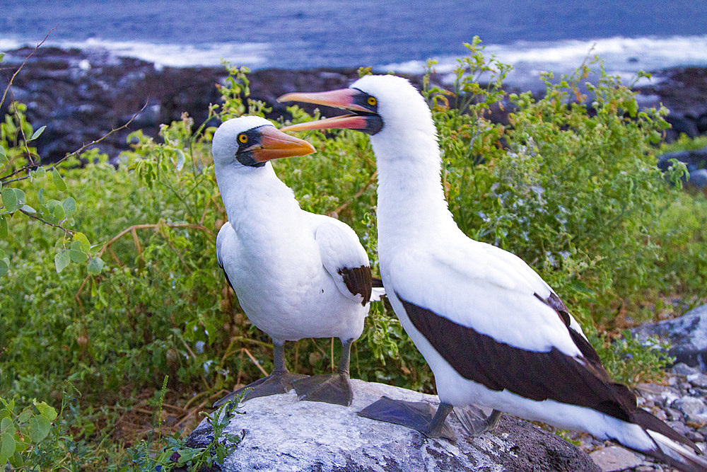 Adult Nazca booby (Sula grantii) pair in courtship in the Galapagos Island Archipelago, UNESCO World Heritage Site, Ecuador, South America