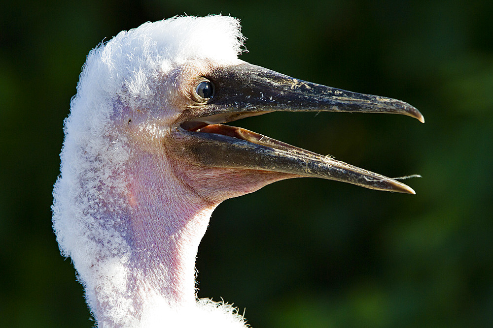 Nazca booby (Sula grantii) downy chick in the Galapagos Island Archipelago, UNESCO World Heritage Site, Ecuador, South America