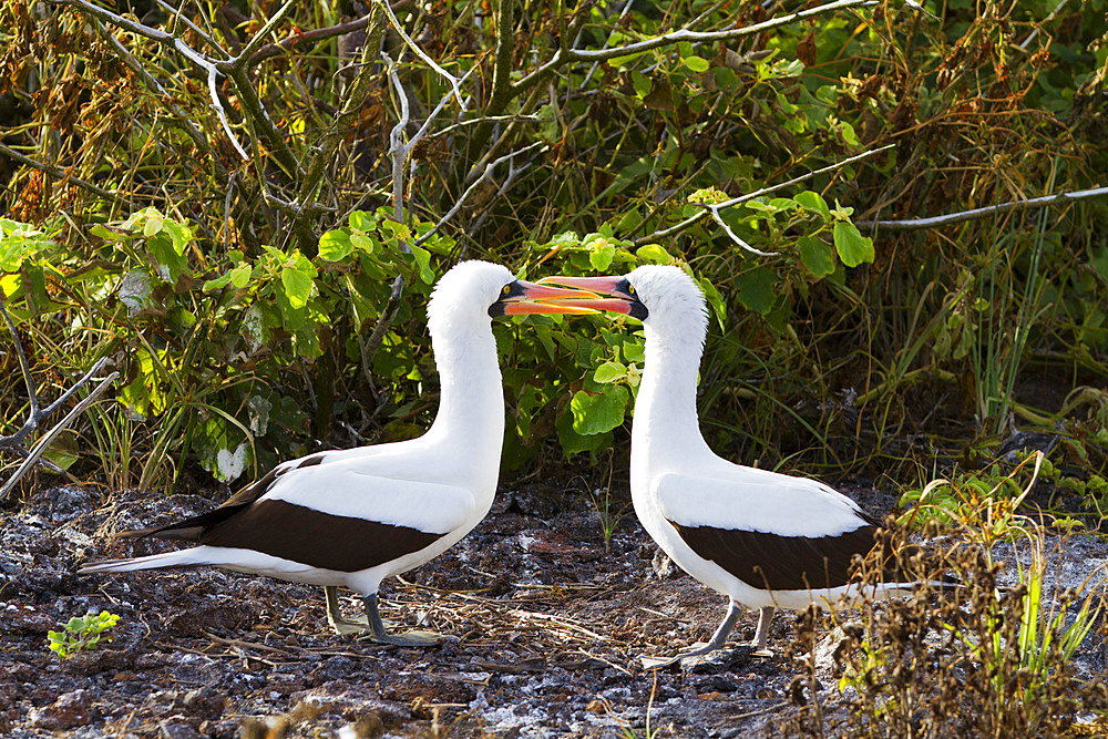 Adult Nazca booby (Sula grantii) courtship behavior in the Galapagos Island Archipelago, UNESCO World Heritage Site, Ecuador, South America